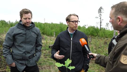 Skal plante nye trær i Sørmarka