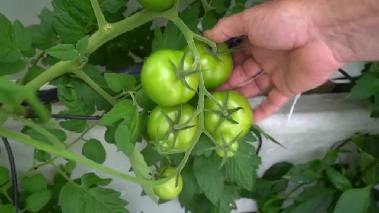 Ikke lenger lønnsomt for tomatbonde