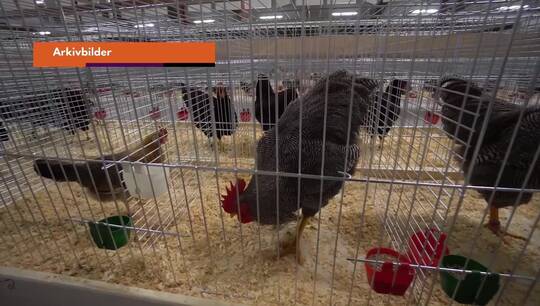 Påvist fugleinfluensa - 8000 kyllinger må avlives