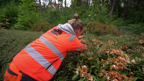 Rekordinteresse for å bli anleggsgartner