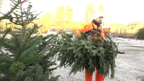 Her kan du hogge ned juletreet ditt selv