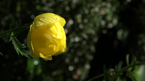 Mette tisser i hagen og blomstene elsker det!