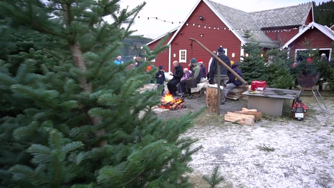 Juletreskogen på Gimmeland