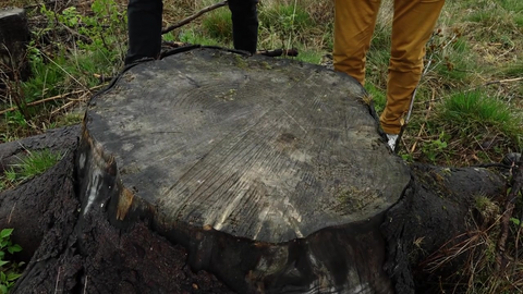 Skal plante nye trær i Sørmarka