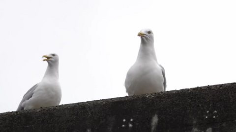 Nå må alle utestedene i Stavanger tilby mat