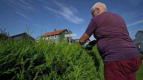 Hekkan! Nå må an klippas