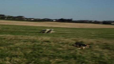 90 hunder konkurrerer om å bli Norges beste gjeterhund