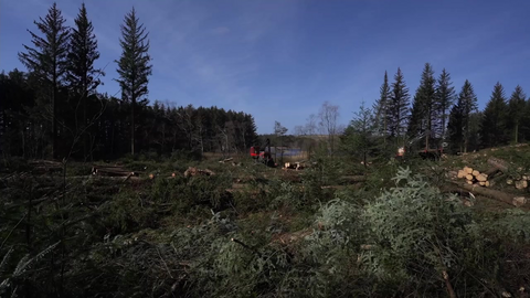 Skoging i turområde