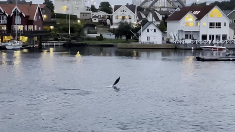 Er det en delfin eller en nise som besøker Buøy? Se her!