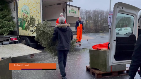 Samler inn juletrær til gin 