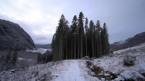 Hærverk i Eventyrskogen 