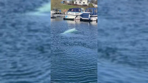 Hvaldimir har tatt turen sørover