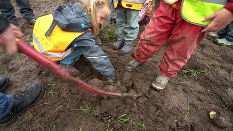 Meitemarken stjal showet på potetplukking 